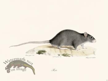 Cuvier 309 Rat